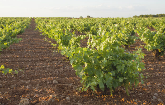 COOPERATIVE AGROALIMENTARIAS CASTILLA-LA MANCHA, SPAGNA, VENDEMMIA, vino, Mondo