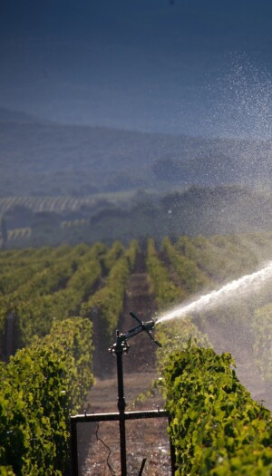L&rsquo;azione dei viticoltori nella sfida al climate change: il &ldquo;caso&rdquo; della Valle del Rodano meridionale