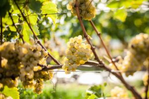 Dall&rsquo;Italia alla Francia, il clima ridisegna il calendario della vendemmia nei territori del vino