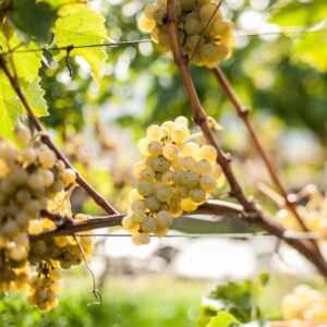 Dall&rsquo;Italia alla Francia, il clima ridisegna il calendario della vendemmia nei territori del vino