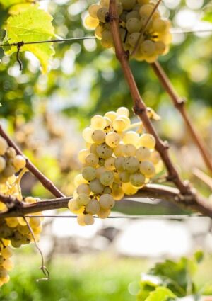 Dall&rsquo;Italia alla Francia, il clima ridisegna il calendario della vendemmia nei territori del vino