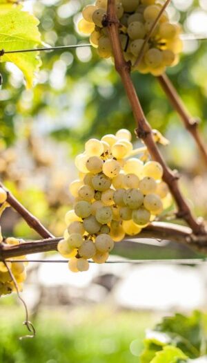 Dall&rsquo;Italia alla Francia, il clima ridisegna il calendario della vendemmia nei territori del vino
