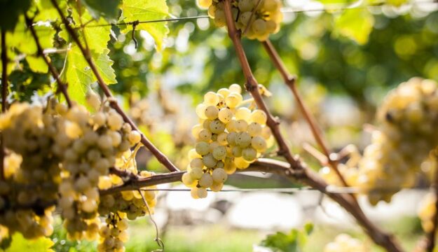 Dall&rsquo;Italia alla Francia, il clima ridisegna il calendario della vendemmia nei territori del vino