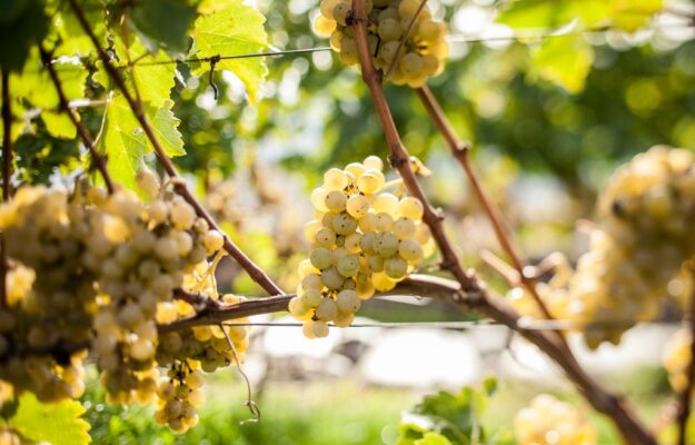 ALTO ADIGE, BORGOGNA, CHAMPAGNE, FRANCIA, FRANCIACORTA, ITALIA, SICILIA, VENDEMMIA, Italia