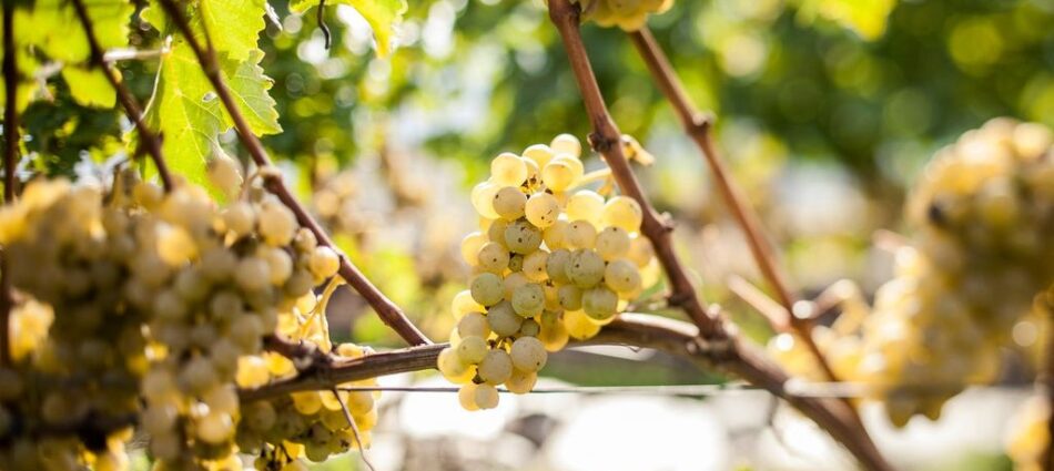 Dall&rsquo;Italia alla Francia, il clima ridisegna il calendario della vendemmia nei territori del vino