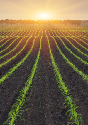 Giovani e demografia, il valore del &ldquo;fatto bene&rdquo;, aree interne: l&rsquo;agricoltura al &ldquo;Meeting di Rimini&rdquo;