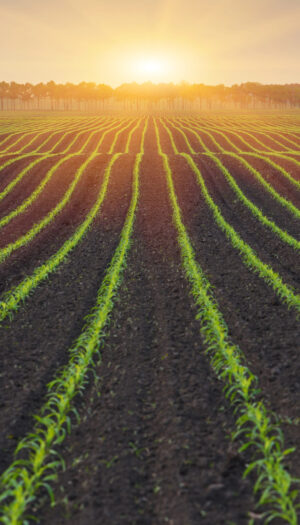 Giovani e demografia, il valore del &ldquo;fatto bene&rdquo;, aree interne: l&rsquo;agricoltura al &ldquo;Meeting di Rimini&rdquo;