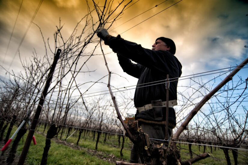 Herita Marzotto Wine Estates, esempio di sostenibilità