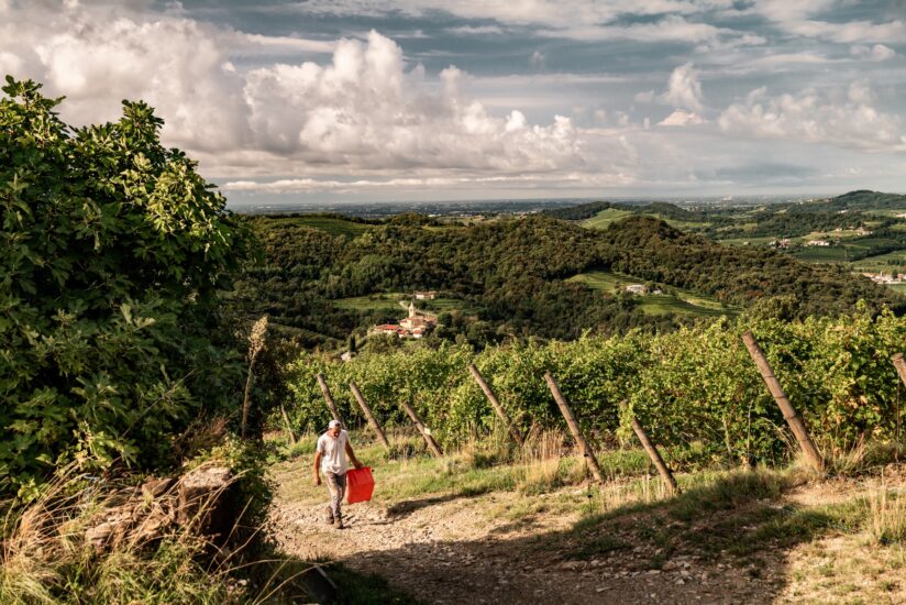 La vendemmia in Friuli Venezia Giulia, nella Ponca