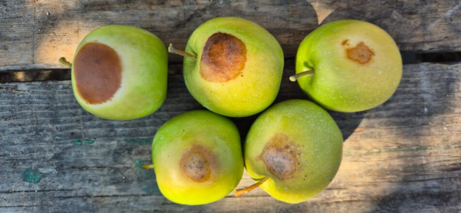 Dal vino alle mele, dal mais al cuneo salino: il clima riscrive l’agroalimentare italiano