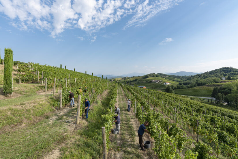 La vendemmia in La vendemmia in Friuli Venezia Giulia