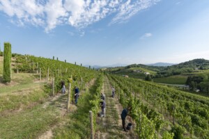 In Friuli Venezia Giulia la vendemmia &egrave; &ldquo;turistico-didattica&rdquo;, con PromoturismoFvg