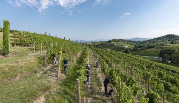 In Friuli Venezia Giulia la vendemmia &egrave; &ldquo;turistico-didattica&rdquo;, con PromoturismoFvg