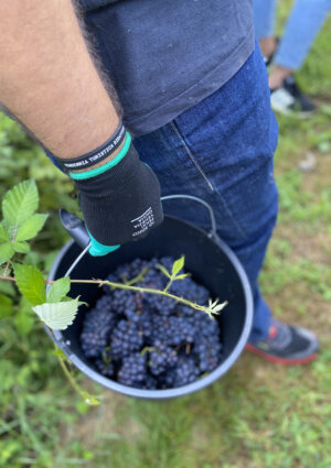 In Friuli Venezia Giulia la vendemmia &egrave; &ldquo;turistico-didattica&rdquo;, con PromoturismoFvg