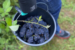 In Friuli Venezia Giulia la vendemmia &egrave; &ldquo;turistico-didattica&rdquo;, con PromoturismoFvg