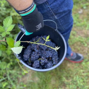 In Friuli Venezia Giulia la vendemmia &egrave; &ldquo;turistico-didattica&rdquo;, con PromoturismoFvg