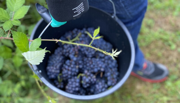 In Friuli Venezia Giulia la vendemmia &egrave; &ldquo;turistico-didattica&rdquo;, con PromoturismoFvg