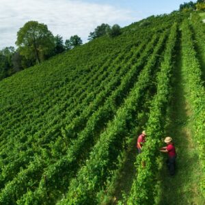 Herita Marzotto Wine Estates, tra i campioni del vino italiano, ed esempio virtuoso di sostenibilit&agrave;