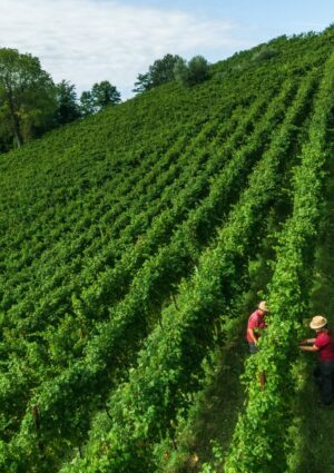 Herita Marzotto Wine Estates, tra i campioni del vino italiano, ed esempio virtuoso di sostenibilit&agrave;