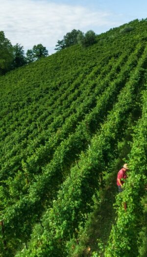 Herita Marzotto Wine Estates, tra i campioni del vino italiano, ed esempio virtuoso di sostenibilit&agrave;
