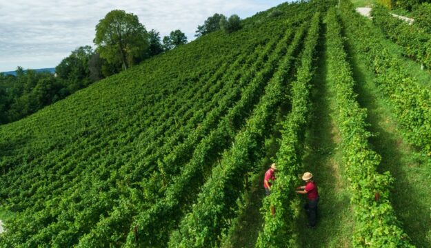 Herita Marzotto Wine Estates, tra i campioni del vino italiano, ed esempio virtuoso di sostenibilit&agrave;