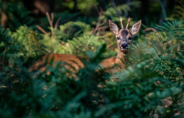 CACCIA, FAUNA SELVATICA, FEDERCACCIA, STAGIONE VENATORIA, WWF ITALIA, Non Solo Vino