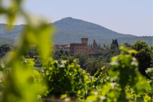 Bolgheri e i suoi numeri