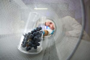 La Fondazione Edmund Mach ha realizzato il primo atlante metabolomico dell&rsquo;uva al mondo