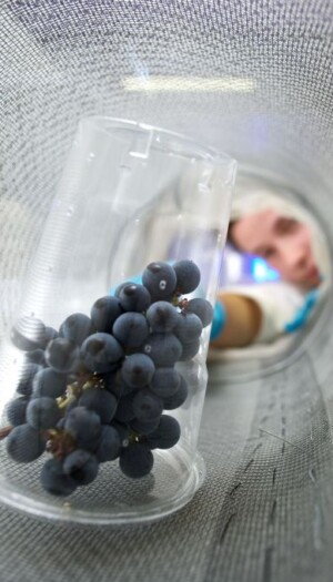 La Fondazione Edmund Mach ha realizzato il primo atlante metabolomico dell&rsquo;uva al mondo