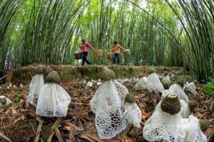 Le foreste, una risorsa preziosa, strategica e sottovalutata per sconfiggere fame e povert&agrave; globali