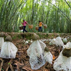 Le foreste, una risorsa preziosa, strategica e sottovalutata per sconfiggere fame e povert&agrave; globali