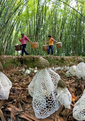 Le foreste, una risorsa preziosa, strategica e sottovalutata per sconfiggere fame e povert&agrave; globali