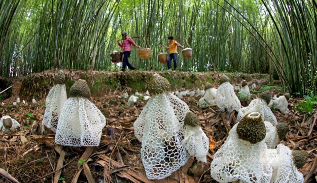 Le foreste, una risorsa preziosa, strategica e sottovalutata per sconfiggere fame e povert&agrave; globali