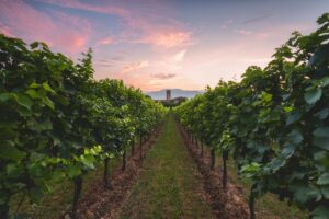 Un territorio del vino deve sempre muoversi in comunit&agrave;: &ldquo;&egrave; pi&ugrave; importante del genio individuale&rdquo;