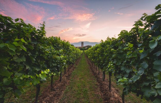 Un territorio del vino deve sempre muoversi in comunit&agrave;: &ldquo;&egrave; pi&ugrave; importante del genio individuale&rdquo;