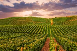 La Napa Valley verso una rivoluzione &ldquo;green&rdquo; da 1,1 miliardi di dollari, ma il vino &egrave; perplesso