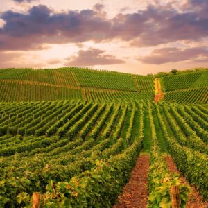 La Napa Valley verso una rivoluzione &ldquo;green&rdquo; da 1,1 miliardi di dollari, ma il vino &egrave; perplesso