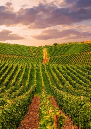 La Napa Valley verso una rivoluzione &ldquo;green&rdquo; da 1,1 miliardi di dollari, ma il vino &egrave; perplesso