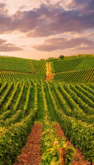 La Napa Valley verso una rivoluzione &ldquo;green&rdquo; da 1,1 miliardi di dollari, ma il vino &egrave; perplesso