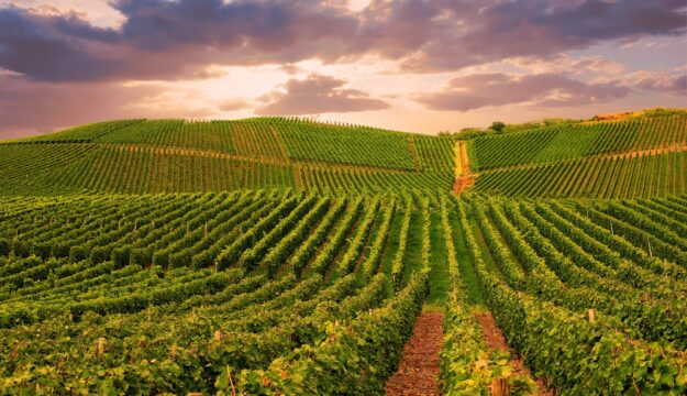 La Napa Valley verso una rivoluzione &ldquo;green&rdquo; da 1,1 miliardi di dollari, ma il vino &egrave; perplesso