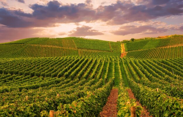 CALIFORNIA, NAPA VALLEY, PIANO CLIMATICO, SOSTENIBILITA, USA, Mondo