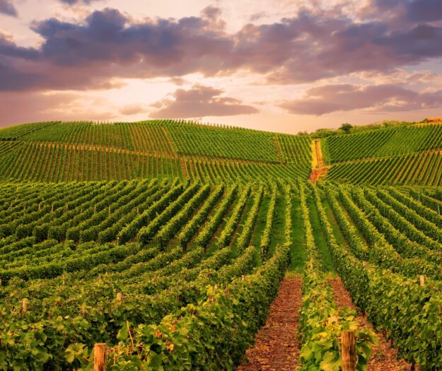 La Napa Valley verso una rivoluzione &ldquo;green&rdquo; da 1,1 miliardi di dollari, ma il vino &egrave; perplesso