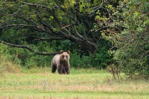 Cantina Tollo al fianco del Parco Nazionale d&rsquo;Abruzzo per difendere l&rsquo;orso bruno marsicano