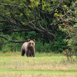 Cantina Tollo al fianco del Parco Nazionale d&rsquo;Abruzzo per difendere l&rsquo;orso bruno marsicano