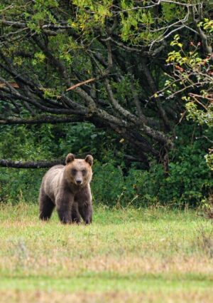 Cantina Tollo al fianco del Parco Nazionale d&rsquo;Abruzzo per difendere l&rsquo;orso bruno marsicano