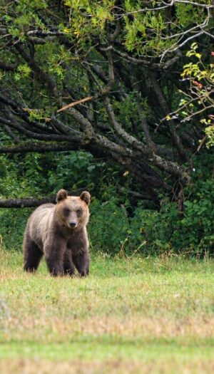 Cantina Tollo al fianco del Parco Nazionale d&rsquo;Abruzzo per difendere l&rsquo;orso bruno marsicano