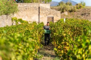 Il ritorno della vendemmia a Pompei, un nuovo inizio per la storia dell&rsquo;umanit&agrave; grazie al vino