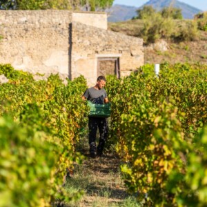 The return of harvest in Pompeii, a new beginning for the story of humanity thanks to wine