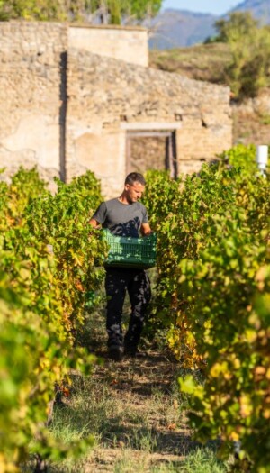 Il ritorno della vendemmia a Pompei, un nuovo inizio per la storia dell&rsquo;umanit&agrave; grazie al vino