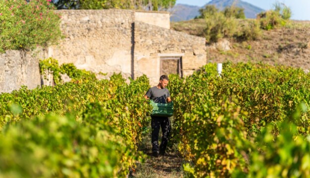Il ritorno della vendemmia a Pompei, un nuovo inizio per la storia dell&rsquo;umanit&agrave; grazie al vino